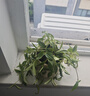 自然空間 ZRKONJN鉆石翡翠盆栽植物吊蘭垂吊室內(nèi)陽臺客廳辦公桌面 千層豎紋(小)翡翠鉆石 帶盆栽好 曬單實(shí)拍圖