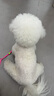 ANNAMAET安娜低脂瑪特狗糧易消化犬糧娜瑪特?zé)o谷里昂成犬糧深海魚控制體重 無谷低脂小顆粒 12磅*1袋 【26.7】 曬單實拍圖