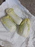 【超市品質(zhì)】新鮮精品娃娃菜現(xiàn)砍現(xiàn)發(fā)小包裝新鮮蔬菜生鮮產(chǎn)地直發(fā) 新鮮娃娃菜1*(3棵)*1包 曬單實(shí)拍圖
