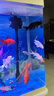 錦鯉魚金魚活魚黃金鯉黑錦鯉紅色魚白錦鯉小型耐活好養(yǎng)冷水蝴蝶鯉 10-12cm黑白紅黃四色6條 曬單實(shí)拍圖