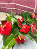 紅掌盆栽綠植室內(nèi)天堂鳥植物白掌花卉好養(yǎng)除甲醛四季開花凈化空氣 特A紅掌40-50cm招財進寶孔雀藍瓷盆 曬單實拍圖