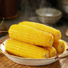 京鮮生 東北黃糯玉米250g*10棒 新鮮甜糯玉米棒真空包裝粘玉米 源頭直發(fā) 曬單實(shí)拍圖