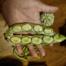 云南現摘新鮮蠶豆5斤農家帶殼生本地羅漢蘭花胡豆青豆莢蔬菜整箱 3斤 曬單實(shí)拍圖