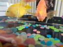 夜光石魚缸造景發(fā)光石頭魚缸裝飾飾品水族箱彩色石頭布景發(fā)光氣球 升級款【夜光石】不掉色沒味道 環(huán)保夜光石送200顆【很劃算】 曬單實拍圖
