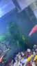 瘋狂水草（FKSC）真水草魚缸造景套餐凈化水質(zhì)懶人魚缸水草植物直接入缸蜈蚣草 【火山石】水草組合一3棵裝 曬單實拍圖