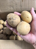 京碩果湖北恩施小土豆現挖富硒新鮮黃心土豆當季蔬菜整箱迷你馬鈴薯洋芋 5斤 曬單實(shí)拍圖