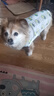 Lanswood 狗狗衣服夏季小型犬寵物柯基衣服薄款泰迪小狗夏日狗背心防掉毛 夏日菠蘿【背心款】 M 建議15-21斤 曬單實(shí)拍圖