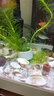 瘋狂水草魚(yú)缸水草植物直接入缸魚(yú)缸水草入門(mén)種植環(huán)蜈蚣草*2 源頭直發(fā)包郵 曬單實(shí)拍圖