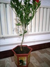 沃柑樹苗地栽盆栽南方北方種植橘子樹苗柑桔果樹苗嫁接沙糖桔樹苗 沃柑4年苗【帶土帶葉發(fā)貨】 80cm(含)-89cm(含) 曬單實拍圖