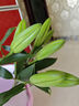 禾之潤香水百合花鮮花云南昆明基地直發(fā)批鮮切家用水養插花 濃香型香水百合黃色15朵 關(guān)注店鋪送進(jìn)口營(yíng)養液 曬單實(shí)拍圖