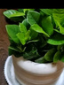 綠有意 綠植花卉辦公室客廳桌面盆栽擺件簡(jiǎn)約創(chuàng)意網(wǎng)紅北歐綠植ins云朵盆 梔子花+甜甜圈PET樹脂盆+托盤+肥料 北歐風(fēng)格網(wǎng)紅綠植 曬單實(shí)拍圖