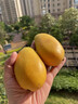 憶京源海南小臺農(nóng)芒果 當(dāng)季熱帶新鮮水果 現(xiàn)摘純甜核薄黃皮甜心芒臺芒 5斤精選大果 曬單實拍圖
