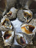 瑞陽水產(chǎn)丹東東港鮮活大香螺大海螺生蠔鮑魚海螺扇貝特大野生螺 大中海螺 三斤 12-16只 曬單實(shí)拍圖