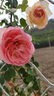 坤卉薔薇花苗爬藤耐寒藤本月季特大爬墻花卉陽臺盆栽庭院植物四季開花 粉色龍沙寶石（當年開花爆滿） 1.6米左右爬藤特大苗 曬單實拍圖