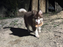 TUFFHOUND它愿狗狗牽引繩寵物用品小型中型大型犬狗鏈子遛狗繩云朵系列樹莓 曬單實拍圖