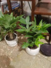 茉莉花盆栽帶花苞老樁花卉植物室內(nèi)梔子花九里香室外好養(yǎng)濃香綠植 精品A級茉莉花大盆+梅青瓷盆 曬單實拍圖
