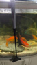 京業(yè)（JINGYE）魚缸過濾器JY-W255款6W壁掛式過濾泵除油膜瀑布過濾器流量可調(diào) 曬單實拍圖