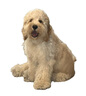 Orijen 渴望狗糧 幼犬 全價茁壯成長原味無谷進口雞肉犬糧6kg 效期26/7 曬單實拍圖