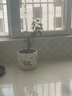 花盆陶瓷花盆特大號特價(jià)清倉帶托盤(pán)陽(yáng)臺盆綠植吊蘭多肉盆簡(jiǎn)約花盆 79088荷 特大號 曬單實(shí)拍圖