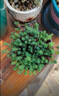 洛與霞佛甲草苗屋頂綠化草皮坪金葉黃金佛甲草萬(wàn)年草景天過(guò)路黃常青植物 中華景天草1盆 不含盆 曬單實(shí)拍圖
