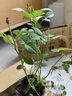 臨雅果汁陽(yáng)臺月季盆栽花苗特大花四季開(kāi)花卉玫瑰帶花苞陽(yáng)臺植物紅果汁 【帶花帶花苞】果汁陽(yáng)臺130#盆 曬單實(shí)拍圖