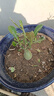 重瓣沙漠玫瑰盆栽花苗老樁植物四季花卉綠室內(nèi)陽臺小盆景好養(yǎng)易活 精品混色4年苗【發(fā)一盆】原盆原土【當(dāng)年開花較少+肥 曬單實拍圖