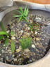瘋狂水草浮萍水草植物直接入缸養(yǎng)魚水草水培植物古法魚缸2 源頭直發(fā)包郵 曬單實拍圖