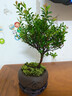 小葉赤楠老樁苗紫檀微景觀水培辦公室四季好養(yǎng)金絲楠木綠植 小葉赤楠+紫砂舍得盆+苔蘚+復(fù)古底座 曬單實(shí)拍圖