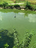 3魚(yú)塘凈水靈池塘變清改底解毒改善水質(zhì)除藻苔油膜消毒殺菌藥凈化劑 500ml 3瓶 【清澈見(jiàn)底】 曬單實(shí)拍圖
