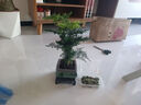 花行榜盆栽植物室內(nèi)花卉綠植 精品小文竹+四方瓷盆+底座+苔蘚源頭直發(fā) 曬單實(shí)拍圖