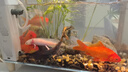 六角恐龍魚觀賞魚冷水魚蠑螈寵物魚活體六角龍淡水好養(yǎng)易活美西螈 黃金+白玉+黑金 曬單實(shí)拍圖