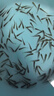 活體飼料魚(yú)麥穗魚(yú)小魚(yú)苗喂龍魚(yú)羅漢鱷龜開(kāi)口飼料魚(yú)淡水魚(yú)活魚(yú)包活 飼料魚(yú)1-2厘米200條送10%防損 曬單實(shí)拍圖