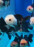 水族時(shí)光30W變頻水泵藍牙智控魚(yú)缸潛水泵小型底吸水陸兩用循環(huán)泵  曬單實(shí)拍圖