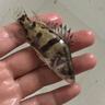 鱖魚苗桂花魚苗淡水養(yǎng)殖食用翹嘴鱖大眼鱖斑鱖魚肉食活體紅紋鱖魚 鱖魚苗7-9厘米100條送10%防損 曬單實拍圖