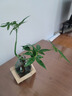 八芽水培植物發(fā)財(cái)樹(shù)小盼菩提桌面盆栽凈化空氣室內(nèi)擺件辦公室綠植花卉 雙桿發(fā)財(cái)樹(shù)-輕奢小藍(lán)瓶-幾何木架 含盆 曬單實(shí)拍圖