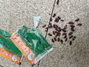 干枝梅特長豆角種子高產(chǎn)早熟抗病長豆角種子四季爬藤豇豆種籽易種 【摘不敗】長缸豆種子約100粒2包 曬單實(shí)拍圖