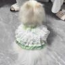 DMY BY DMY寵物狗狗衣服綠野仙蹤裙比熊泰迪博美禮服夏季透氣貓咪公主小型犬 綠野仙蹤裙 XS-胸圍30衣長20cm約2-3斤 曬單實(shí)拍圖