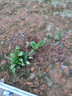 大葉綠植芭蕉樹苗觀賞芭蕉樹苗盆栽地栽耐寒抗旱四季常青帶土帶葉 大葉芭蕉苗 高20厘米(2棵) 帶土帶葉 曬單實(shí)拍圖