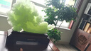 聚善緣百財(cái)聚來(lái)白菜玉石擺件老板辦公室客廳玄關(guān)裝飾品公司喬遷開(kāi)業(yè)禮物 大號(hào)百財(cái)聚來(lái)長(zhǎng)50寬13高41厘米 曬單實(shí)拍圖
