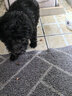 嘉瑰泰迪幼犬灰泰迪純種泰迪狗活犬寵物狗狗活體貴賓犬茶杯犬 寵物級 灰色 公 曬單實拍圖