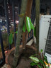 榴蓮苗果樹(shù)苗嫁接榴蓮樹(shù)苗泰國榴蓮苗南方種植帶土苗金枕榴蓮苗 金枕榴蓮苗嫁接苗2年苗 原土杯苗 榴蓮苗 曬單實(shí)拍圖