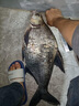 民間藝人全水域陳年蘆葦魚漂加粗醒目浮漂高靈敏度鯽魚鯉魚草魚野釣浮標(biāo) 06深水鯽魚-吃鉛2.53g 曬單實(shí)拍圖