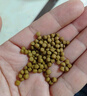 神陽(yáng)神陽(yáng)血鸚鵡招財(cái)魚(yú)飼料魚(yú)食增紅增色發(fā)財(cái)?shù)貓D魚(yú)專(zhuān)用魚(yú)糧促成長(zhǎng)上浮 艷紅血鸚鵡 1kg 袋裝 中粒 曬單實(shí)拍圖