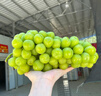 振億沭山東陽(yáng)光玫瑰葡萄脆甜多汁【JD--送貨上門】新鮮當(dāng)季時(shí)令生鮮水果 精選果串裝1.5斤凈重單粒8-10g 曬單實(shí)拍圖