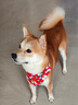 puppytie狗狗項(xiàng)圈三角巾脖圈柴犬中型小型犬 紅色 均碼 曬單實(shí)拍圖
