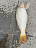 西部風(fēng)（Xibu feng） 西部風(fēng)五谷雜糧魚餌玉米老壇發(fā)酵釣魚窩料 老壇五谷雜糧 純玉米1000g*4袋 曬單實(shí)拍圖