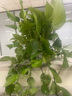雙盟綠蘿盆栽除甲醛花卉綠植辦公室新房凈化空氣160白2盆源頭直發(fā) 曬單實拍圖