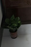 雙盟綠蘿盆栽除甲醛花卉綠植辦公室新房?jī)艋諝?120款10盆源頭直發(fā) 曬單實(shí)拍圖