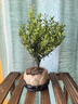 花翁室內綠植盆栽紫檀花卉 小葉赤楠盆景+蓮花陶盆+底座源頭直發(fā) 曬單實拍圖