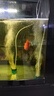 徹朗納米氣盤魚缸氧氣盤增氧霧化細化器氣泡石 綿密霧化【5cm+全套配件】 曬單實拍圖